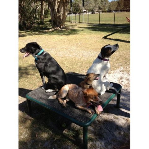 Pomona Pet Spa & Grooming - Qld Realsetate 1