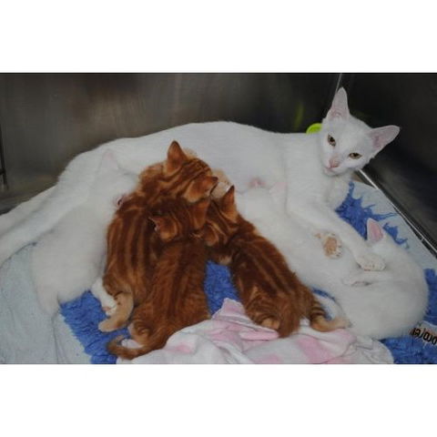 Pomona Pet Spa & Grooming - Qld Realsetate 2