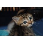 Pomona Pet Spa & Grooming - Qld Realsetate 3