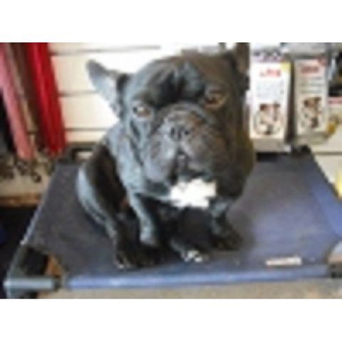 Pomona Pet Spa & Grooming - Qld Realsetate 4