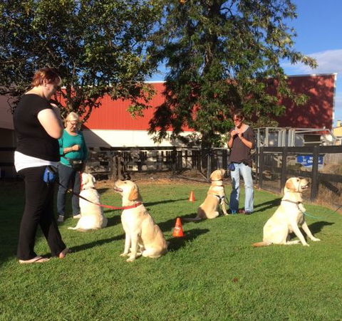 Wingham & Valley Vets - Internet Find 4