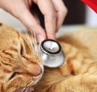 4 Paws Veterinarians - Renee