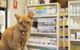 Wulguru Veterinary Clinic - thumb 0