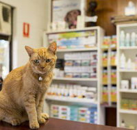Wulguru Veterinary Clinic - Internet Find