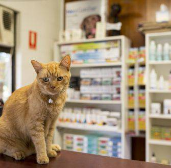 Wulguru Veterinary Clinic - Internet Find 0