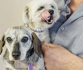 Wulguru Veterinary Clinic - Internet Find 2