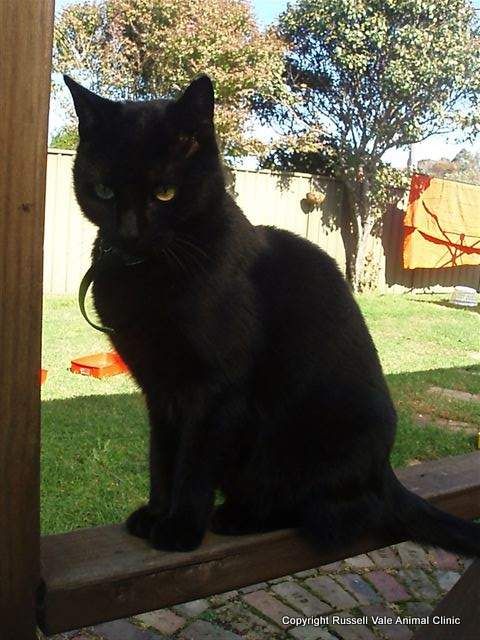 Vets Russell Vale NSW Qld Realsetate