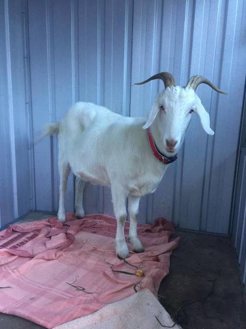 Austinmer Veterinary Hospital - Qld Realsetate 0