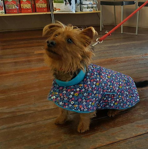 Austinmer Veterinary Hospital - Qld Realsetate 1