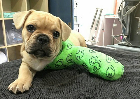 Austinmer Veterinary Hospital - Qld Realsetate 2