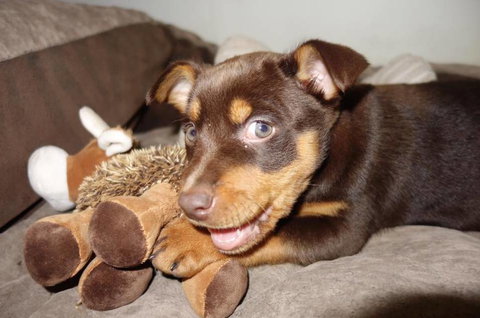 Austinmer Veterinary Hospital - Qld Realsetate 3