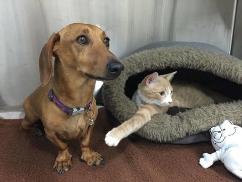 Austinmer Veterinary Hospital - Qld Realsetate 4