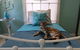 Cat Utopia Resort & Spa–Luxury Cat Boarding - thumb 0
