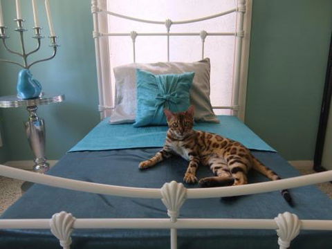 Cat Utopia Resort & Spa–Luxury Cat Boarding - Petrol Stations 0