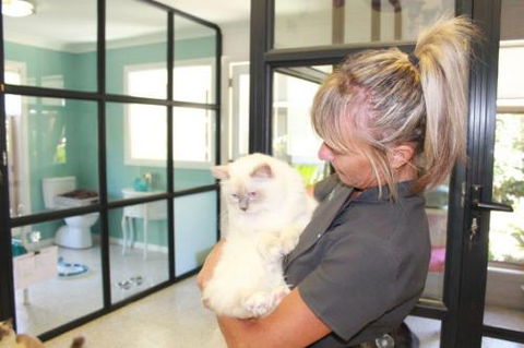 Cat Utopia Resort & Spa–Luxury Cat Boarding - Petrol Stations 1