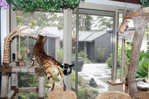 Cat Utopia Resort & Spa–Luxury Cat Boarding - Petrol Stations 2