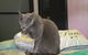 Cat Utopia Resort & Spa–Luxury Cat Boarding - thumb 3