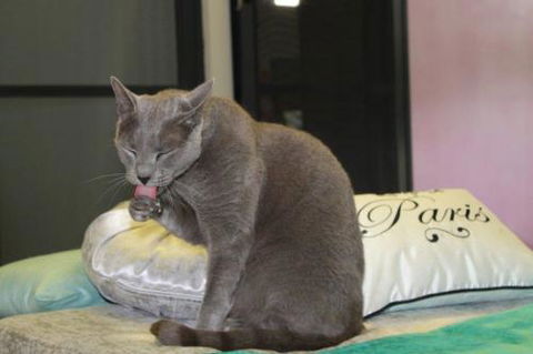 Cat Utopia Resort & Spa–Luxury Cat Boarding - Petrol Stations 3