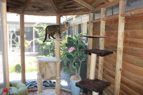 Cat Utopia Resort & Spa–Luxury Cat Boarding - Petrol Stations 4