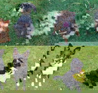 Pawz N Clawz Pet Accommodation - Renee