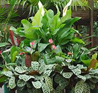 Total Gardens - Renee