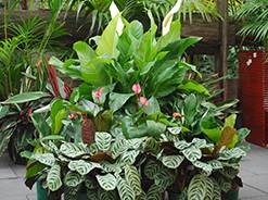 Total Gardens - Internet Find 0