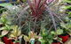 Annie’s Nursery Bucasia - thumb 1