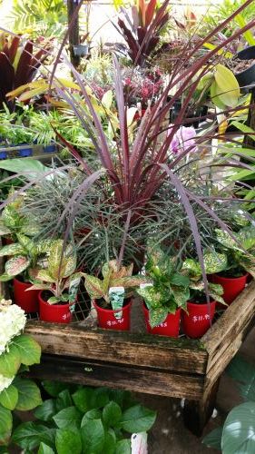 Annie’s Nursery Bucasia - Internet Find 1