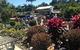 Annie’s Nursery Bucasia - thumb 2