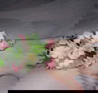 Deborahs Flowers - Swimm