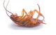 Bushland Beach Pest Control - thumb 0
