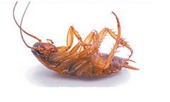 Bushland Beach Pest Control - Renee 0