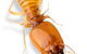 Bushland Beach Pest Control - thumb 2