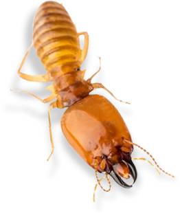 Bushland Beach Pest Control - Renee 2