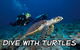 Jetty Dive Centre Coffs Harbour - thumb 2