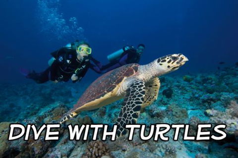 Jetty Dive Centre Coffs Harbour - Renee 2