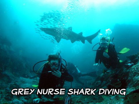 Jetty Dive Centre Coffs Harbour - Renee 3