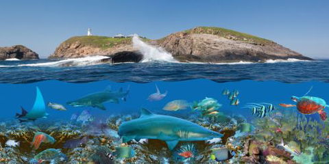 Jetty Dive Centre Coffs Harbour - Renee 4