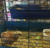 Pets R Us Raymond Terrace - Internet Find