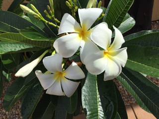 Calligan’s Nursery & Garden Centre - Renee 3