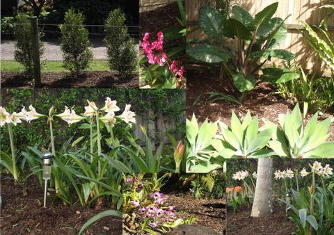 Teven Valley Tea Tree Mulch - Qld Realsetate 3