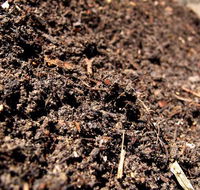 Earthborn Australia - Renee