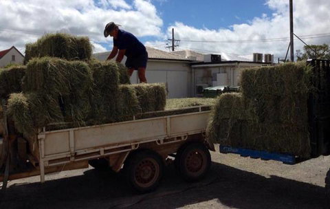 Proserpine Rural - Swimm 0