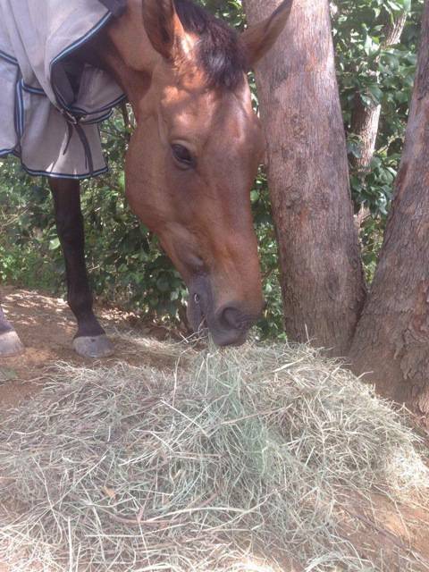 Proserpine Rural - Swimm 4