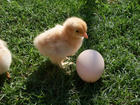 Farmyard Feeds Mackay - Renee 1