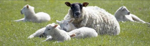 Farmyard Feeds Mackay - Renee 2