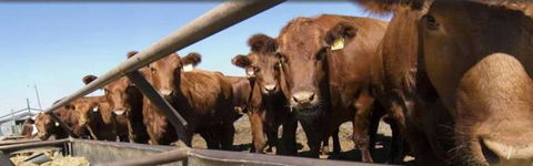 Farmyard Feeds Mackay - Renee 4