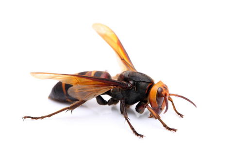 Nu-Style Carpets & Pest Control - Renee 1