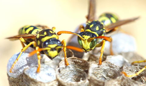Nu-Style Carpets & Pest Control - Renee 2
