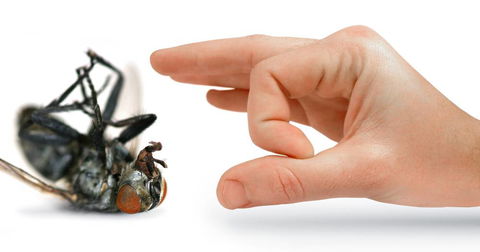 Nu-Style Carpets & Pest Control - Renee 4